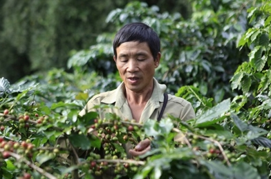 Điện Biên: Người dân Mường Ảng vẫn lao đao vì cà phê mất mùa, mất giá