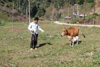 Thăm lại đàn bò Báo Nông thôn ngày nay tặng hộ nghèo biên giới