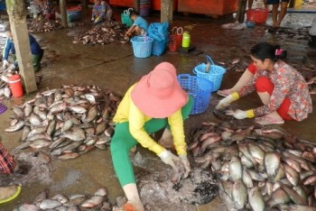 Chuyện lạ ở An Giang: Bí ẩn nghề gom vảy cá ở chợ quê mà hốt bạc