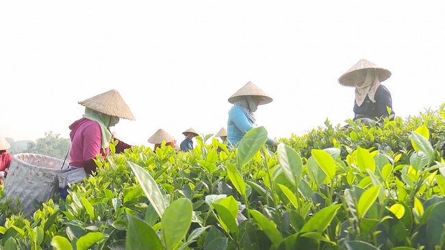 Thái Nguyên hướng tới sản xuất chè hữu cơ theo tiêu chuẩn Việt Nam
