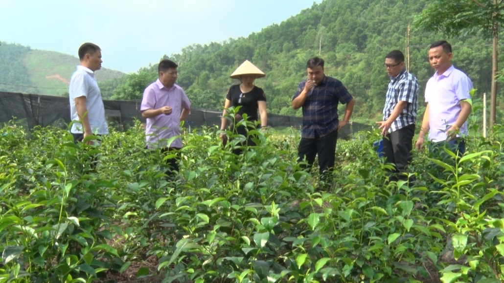 Bảo tồn và phát triển giống chè Trung du trên địa bàn tỉnh Thái Nguyên