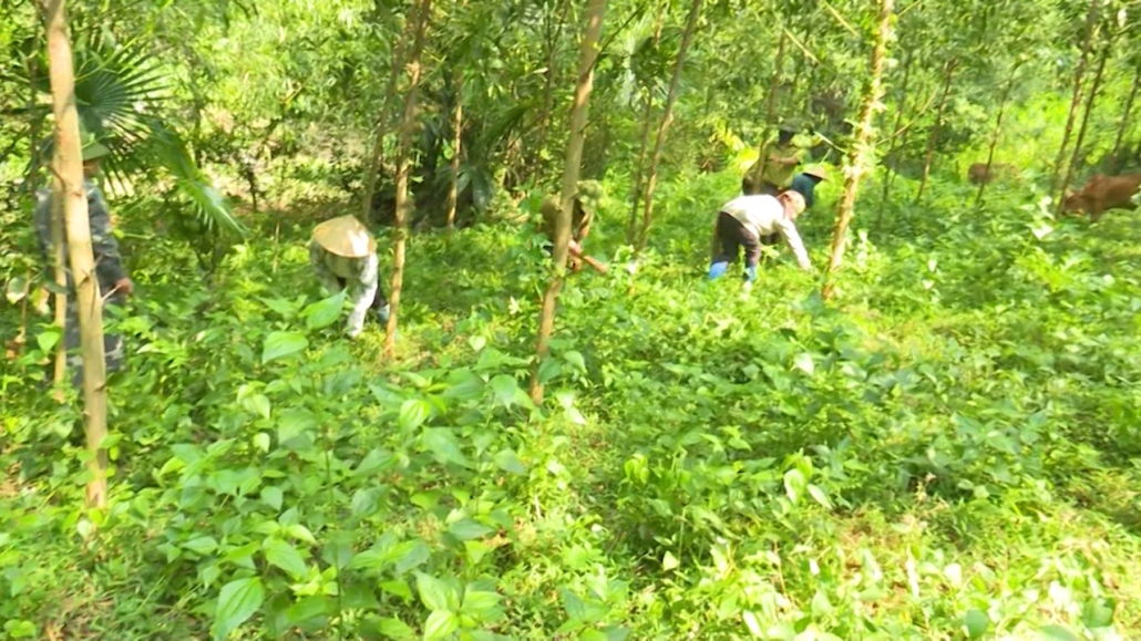 Phát triển lâm nghiệp bền vững, cải thiện sinh kế cho người dân làm nghề rừng