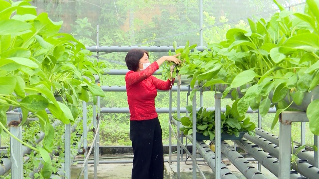 Hiệu quả từ mô hình trồng rau thủy canh của hội viên phụ nữ