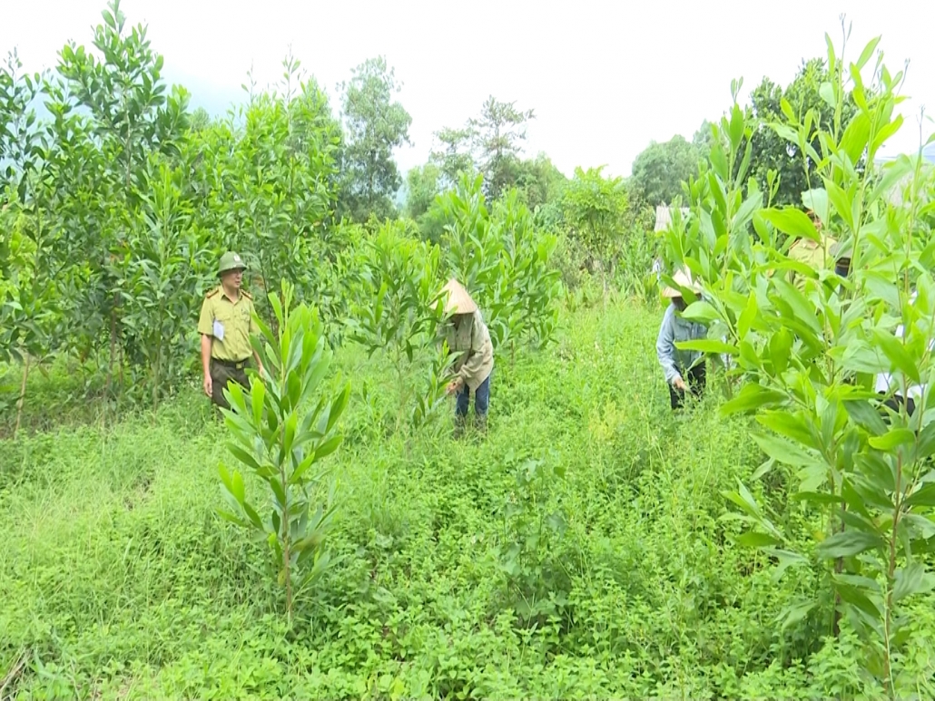 Trồng rừng gỗ lớn - Hướng phát triển kinh tế bền vững trên địa bàn tỉnh Thái Nguyên