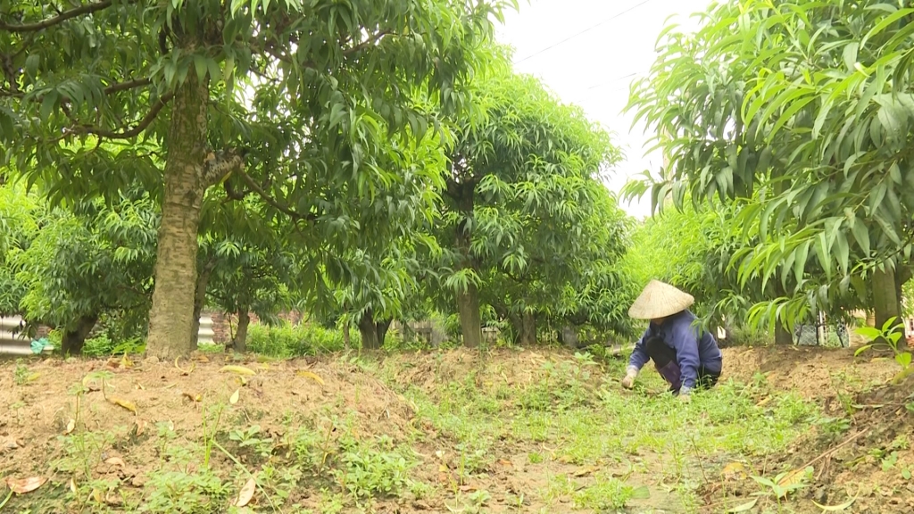 Để làng nghề Hoa Đào Cam Giá phát triển bền vững