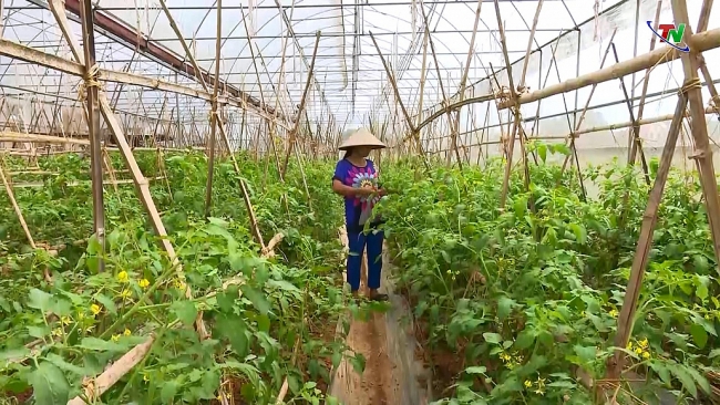 Phú Bình phát huy thế mạnh của hợp tác xã nông nghiệp