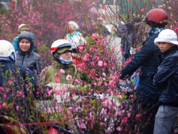 Chợ hoa Quảng Bá vào top điểm đón Tết Nguyên Đán đẹp nhất