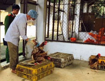 Lại bắt vụ vận chuyển gần 1.000 con gà nhập lậu từ Trung Quốc