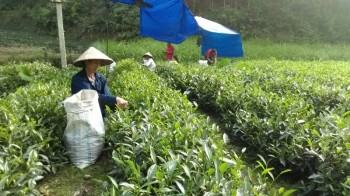 Phú Lương: Tổ chức Lễ hội Vinh danh các làng nghề chè lần thứ nhất vào tháng 10/2017