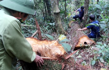Đồn phó biên phòng bị bắt trong vụ phá rừng pơ mu ở Quảng Nam