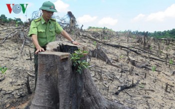 Bình Định xử lý nghiêm những cá nhân đơn vị liên quan vụ phá rừng