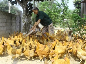 Sông Công : Thử nghiệm mô hình gà Ri vàng rơm sinh sản