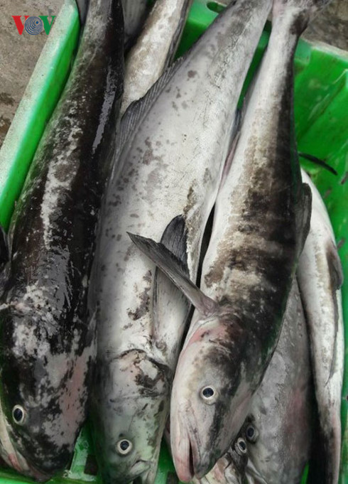 Cá chết hàng loạt do bị ảnh hưởng từ dự án mở rộng hầm Hải Vân?