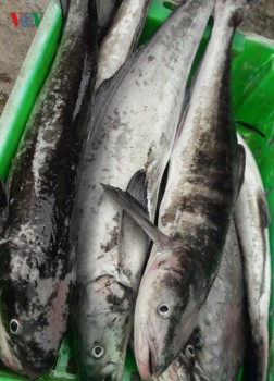Cá chết hàng loạt do bị ảnh hưởng từ dự án mở rộng hầm Hải Vân?