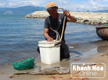 Khánh Hòa tìm ra nguyên nhân cá chết hàng loạt tại vịnh Vân Phong