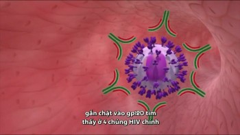 Vắc-xin tấn công lá chắn bảo vệ virus HIV