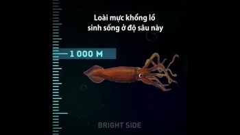 Độ sâu lớn nhất dưới đại dương có sinh vật sống