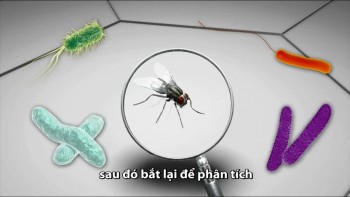 Số lượng vi khuẩn gây bệnh loài ruồi mang theo