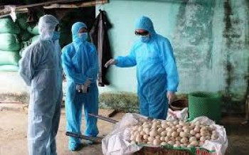 Phòng chống cúm A/H5N6 ở Thanh Hóa