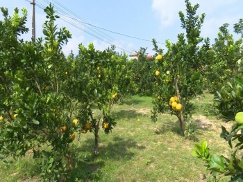 Thái Nguyên: Phát triển cây ăn quả chất lượng cao