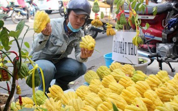 Giá trái cây và hoa cảnh trưng Tết ở TP HCM tăng cao