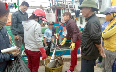 Ngư dân Quảng Trị bội thu những chuyến biển phục vụ Tết