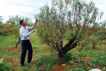 Có một vườn đào bạc tỷ trên cao nguyên Bảo Lộc, Lâm Đồng