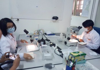 Sẽ thả muỗi phòng bệnh sốt xuất huyết ở bắc Nha Trang vào tháng 3