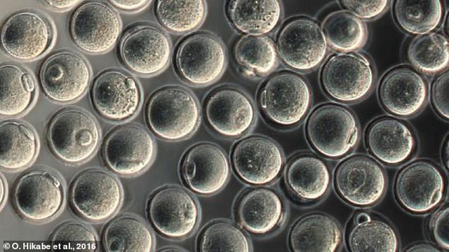 Đột phá tạo trứng từ tế bào máu - dấu chấm hết cho vô sinh?