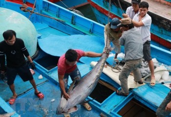 Giá cá ngừ đại dương ở mức thấp dù năng suất đánh bắt cao