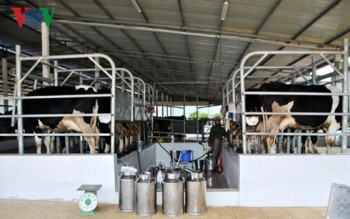 Nuôi bò sữa Mộc Châu, nhiều nông dân thu nhập tiền tỷ