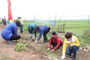 Bắc Giang: Triển khai mô hình trồng hoa ven đường