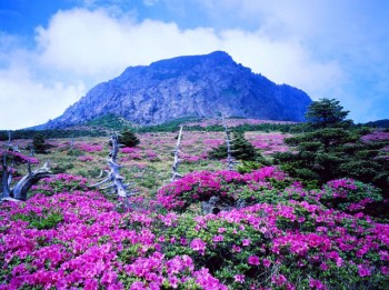 Sắc xuân trên hòn đảo lãng mạn mang tên Jeju