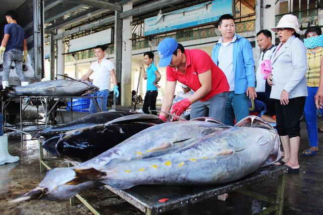 Ngư dân liên tiếp bội thu cá ngừ đại dương kể từ tháng Giêng