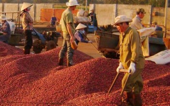 Liệu Việt Nam có trở thành nước xuất khẩu cà phê lớn nhất thế giới?