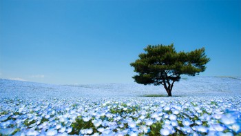 Ibaraki – thiên đường hoa nước Nhật đi cả 4 mùa không chán