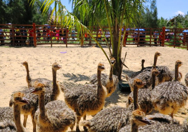 Vườn thú bán hoang dã đầu tiên ở phố biển Quy Nhơn hút khách ngày mở cửa