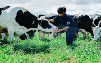 Trang trại bò sữa organic đầu tiên tại Việt Nam