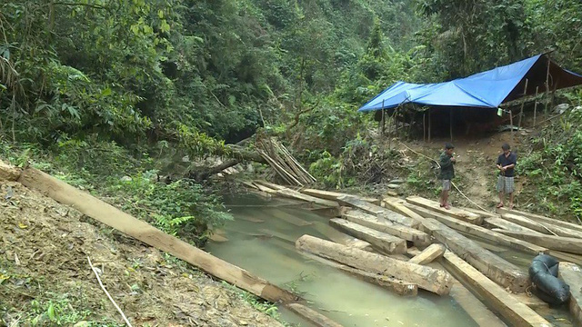 Cận cảnh hiện trường phát hiện vụ phá rừng nghiêm trọng ở Quảng Bình