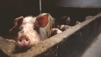 Nước đầu tiên trong EU khống chế thành công dịch tả lợn châu Phi