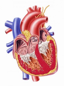 Sử dụng tế bào gốc - Đột phá trong điều trị suy tim