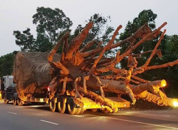 Công an Thừa Thiên Huế thông tin chính thức vụ 3 cây “quái thú”