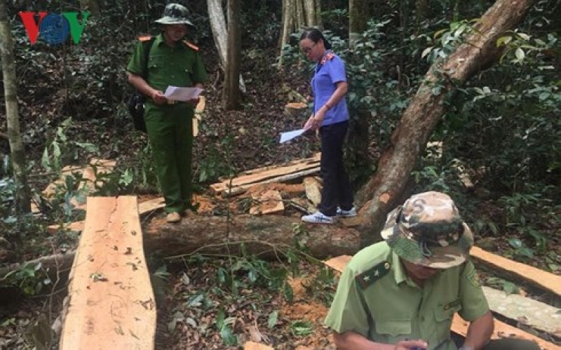 Khởi tố vụ án đốn hạ hơn 20 m3 gỗ tại rừng phòng hộ Thác Mơ