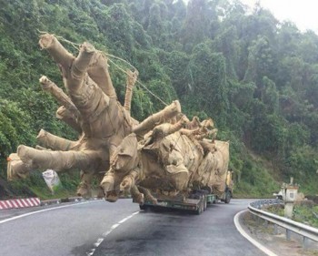 Bất ngờ với kết quả kiểm tra vụ xe chở cây “quái thú” lọt 16 tỉnh, thành