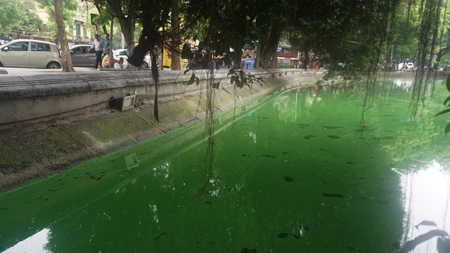 Công ty Thoát nước Hà Nội: Tảo độc ở Hồ Gươm đã được lường trước