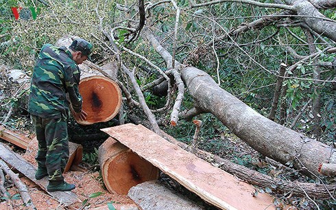 Khởi tố vụ phá rừng tại Vườn quốc gia Yok Đôn