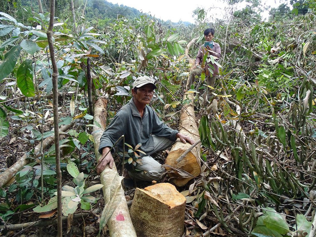 Phú Yên: 19 tập thể, 57 cá nhân bị kỷ luật vì liên quan đến hàng loạt vụ phá rừng