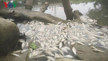 Công bố nguyên nhân gây cá chết ở Quảng Ngãi: Hòa cả làng!