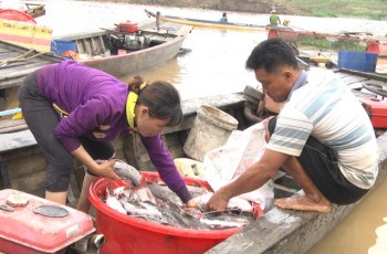 Hàng trăm tấn cá bè bất ngờ chết trên sông