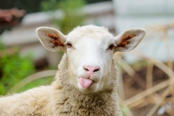 Giới khoa học thành công bước đầu trong việc tạo ra thể lai người - cừu